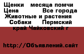 Щенки 4 месяца-помчи › Цена ­ 5 000 - Все города Животные и растения » Собаки   . Пермский край,Чайковский г.